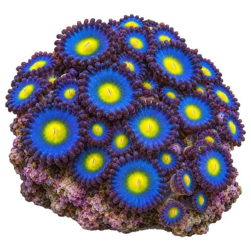 AOI, a reference illustration of the classic phenotype rather than a photograph of one coral