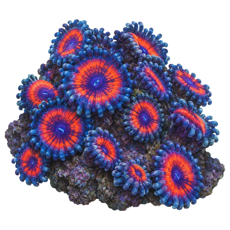 Armor of God, a reference illustration of the classic phenotype rather than a photograph of one coral