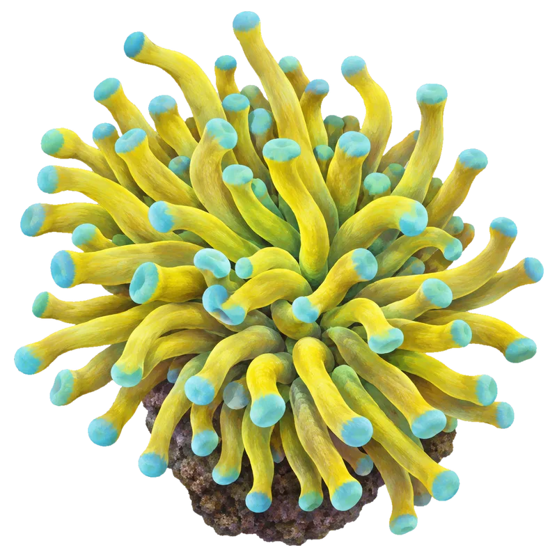 Banana Torch, a reference illustration of the classic phenotype rather than a photograph of one coral