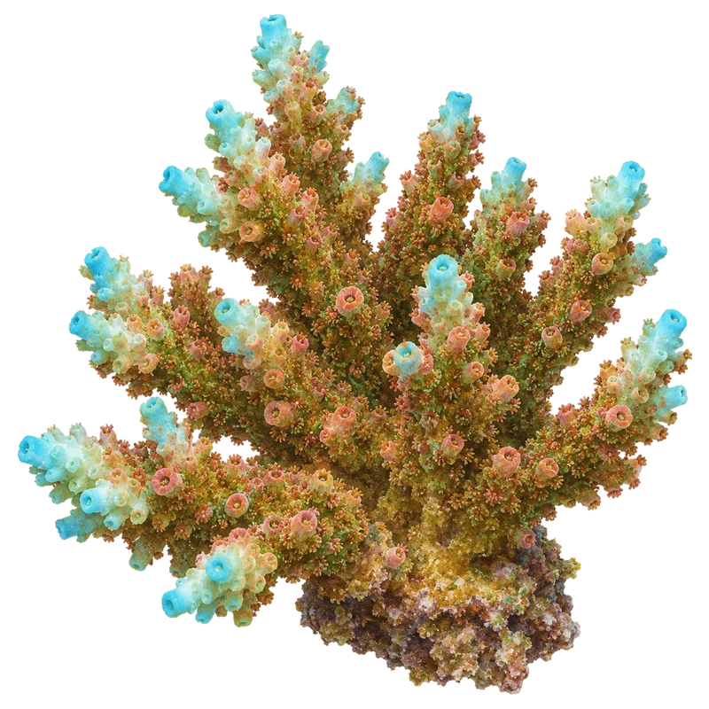 Bill Murray, a reference illustration of the classic phenotype rather than a photograph of one coral