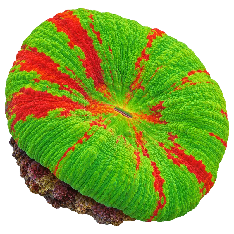 Bleeding Apple Scoly, a reference illustration of the classic phenotype rather than a photograph of one coral