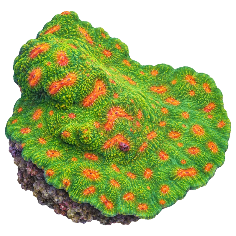 Bubblegum Monster, a reference illustration of the classic phenotype rather than a photograph of one coral