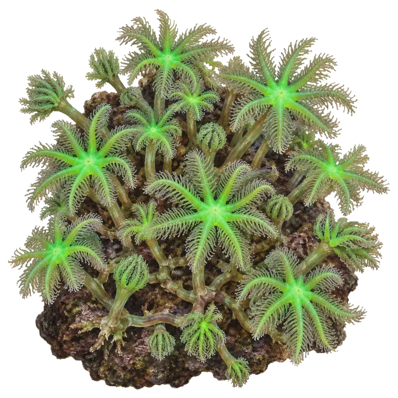 Clove Polyps, a reference illustration of the classic phenotype rather than a photograph of one coral