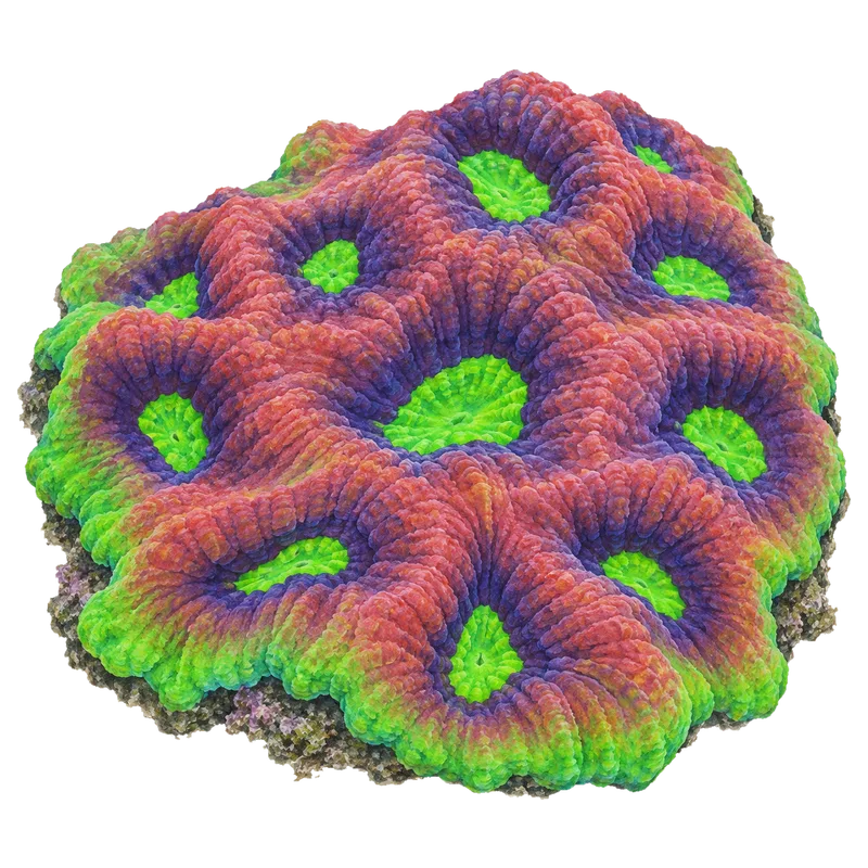 Dragon Soul Favia, a reference illustration of the classic phenotype rather than a photograph of one coral