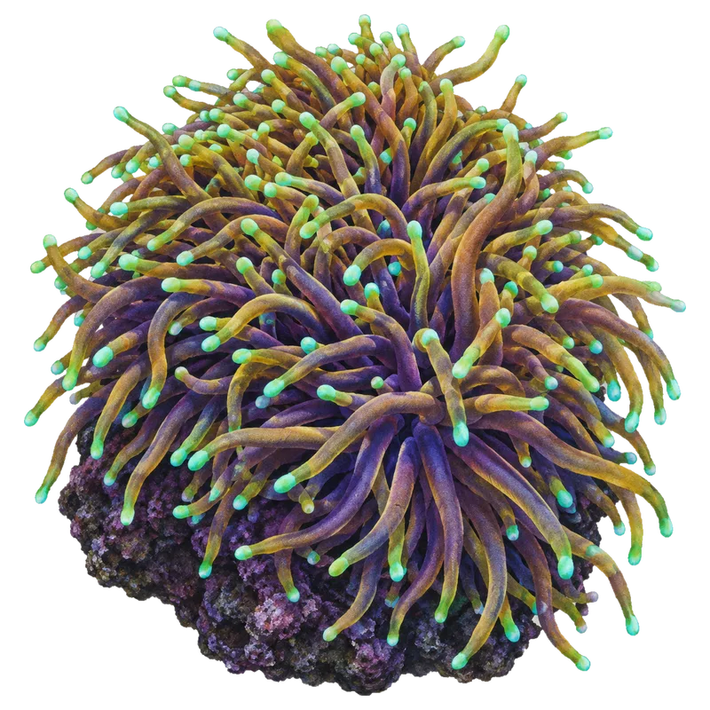 Dragon Soul Torch, a reference illustration rather than a photograph of one coral
