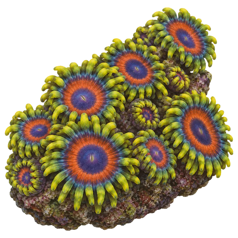 Eagle Eye, a reference illustration of the classic phenotype rather than a photograph of one coral