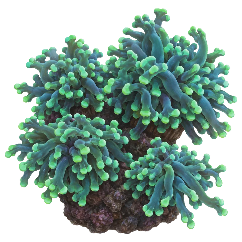 Green Frogspawn, a reference illustration of the classic phenotype rather than a photograph of one coral