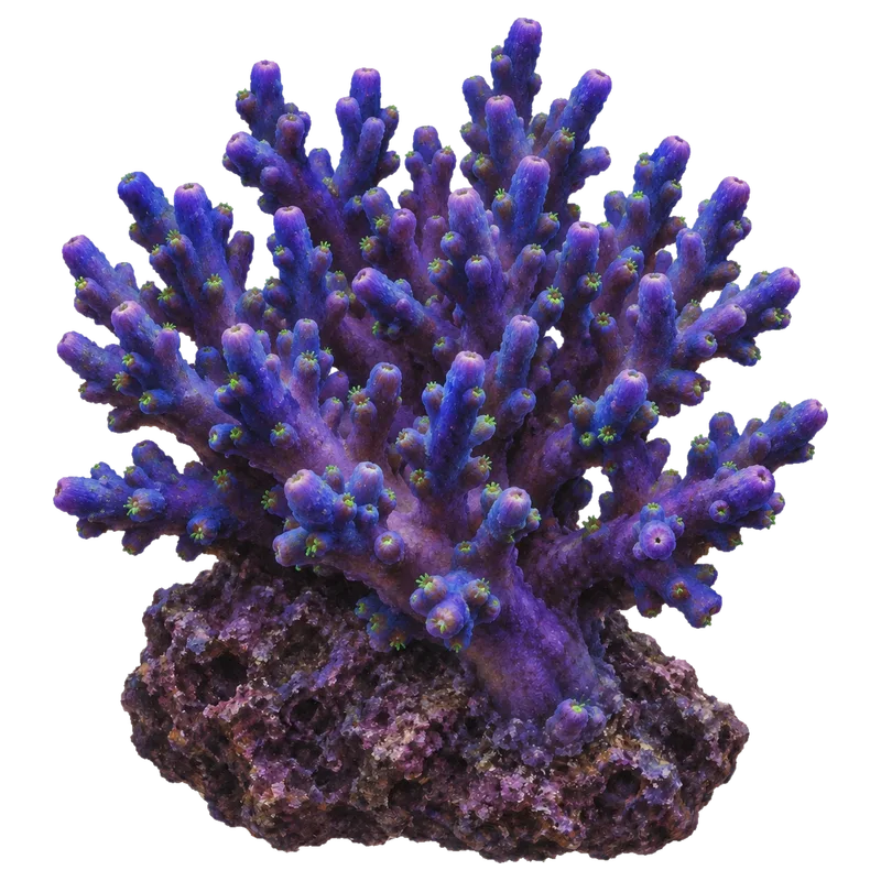GARF Bonsai, a reference illustration of the classic phenotype rather than a photograph of one coral