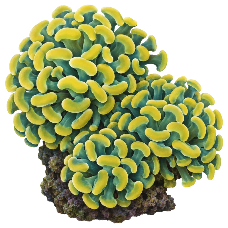 Gold Hammer, a reference illustration rather than a photograph of one coral