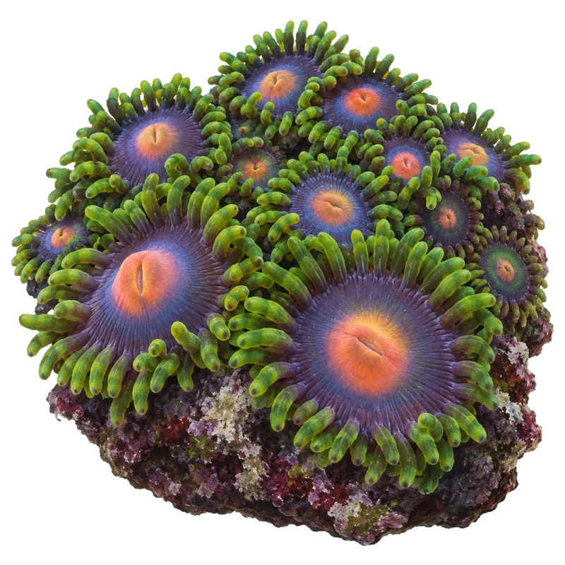 Gorilla Nipple, a reference illustration of the classic phenotype rather than a photograph of one coral