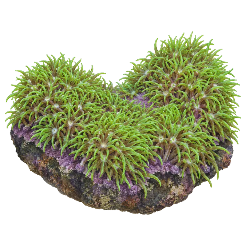 Green Star Polyps, a reference illustration of the classic phenotype rather than a photograph of one coral