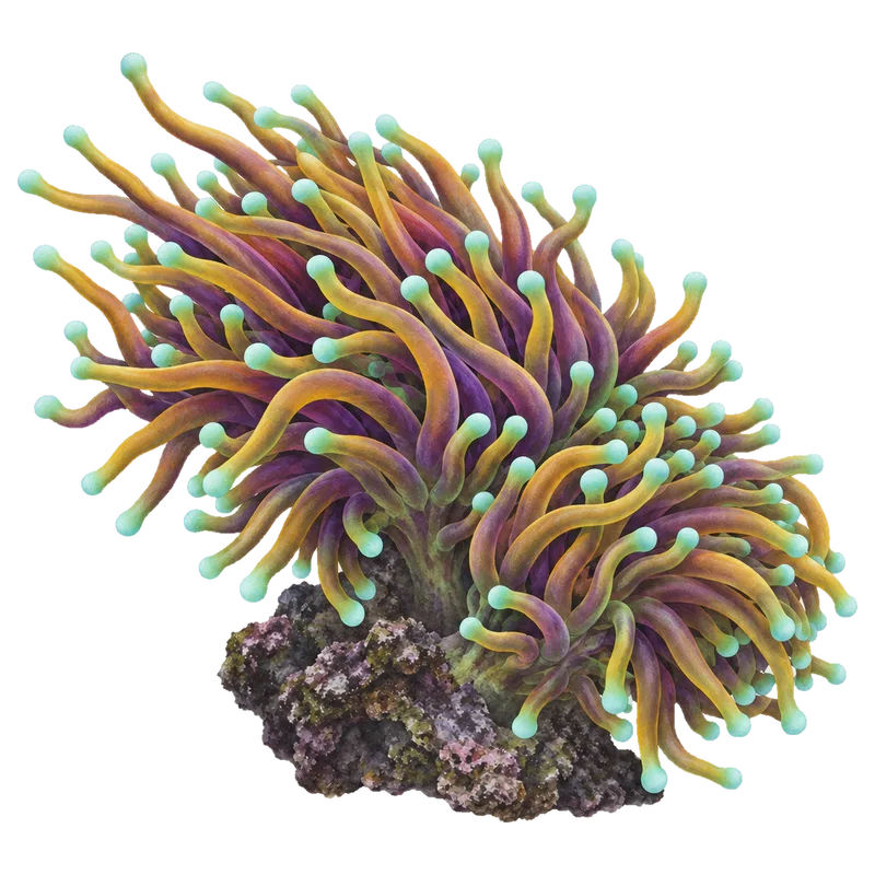 Hellfire Torch, a reference illustration of the classic phenotype rather than a photograph of one coral