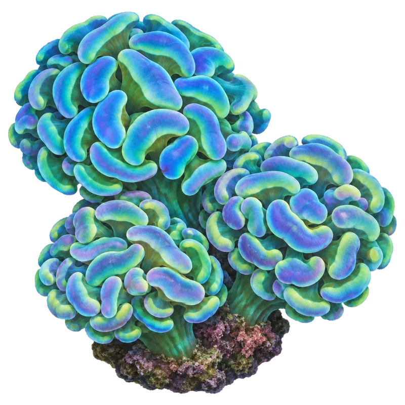 Hologram Hammer, a reference illustration of the classic phenotype rather than a photograph of one coral