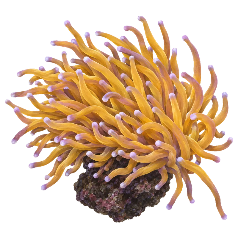 Indo Gold Torch, a reference illustration of the classic phenotype rather than a photograph of one coral