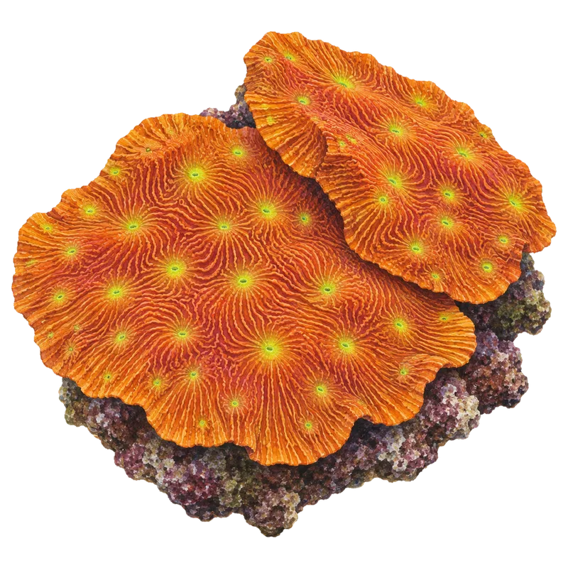 Jack-O-Lantern, a reference illustration of the classic phenotype rather than a photograph of one coral