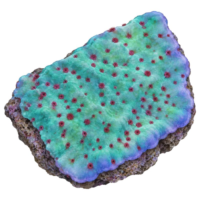 Jedi Mind Trick, a reference illustration of the classic phenotype rather than a photograph of one coral