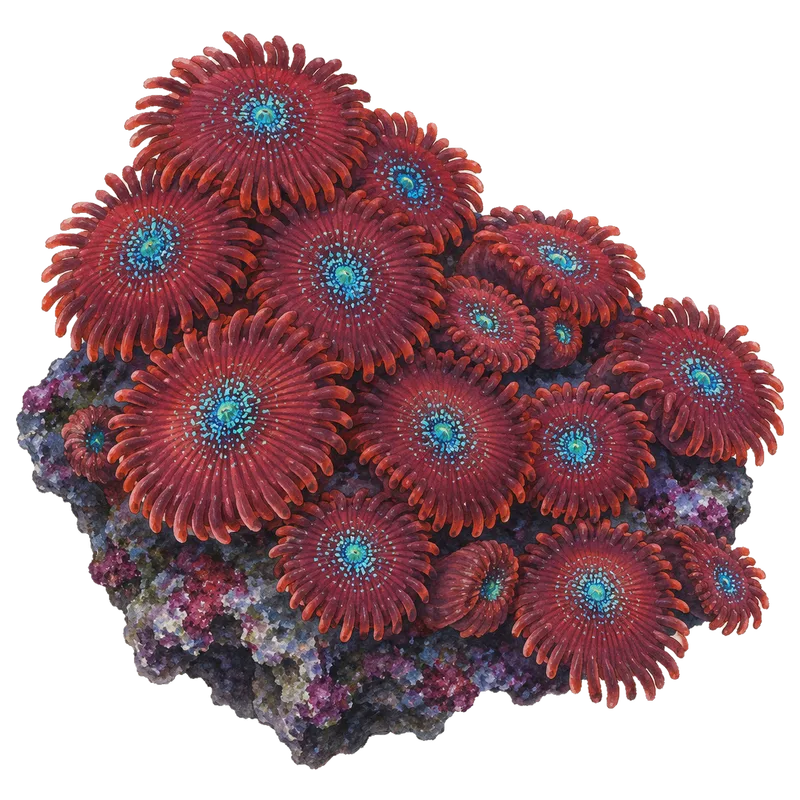 Magician, a reference illustration of the classic phenotype rather than a photograph of one coral