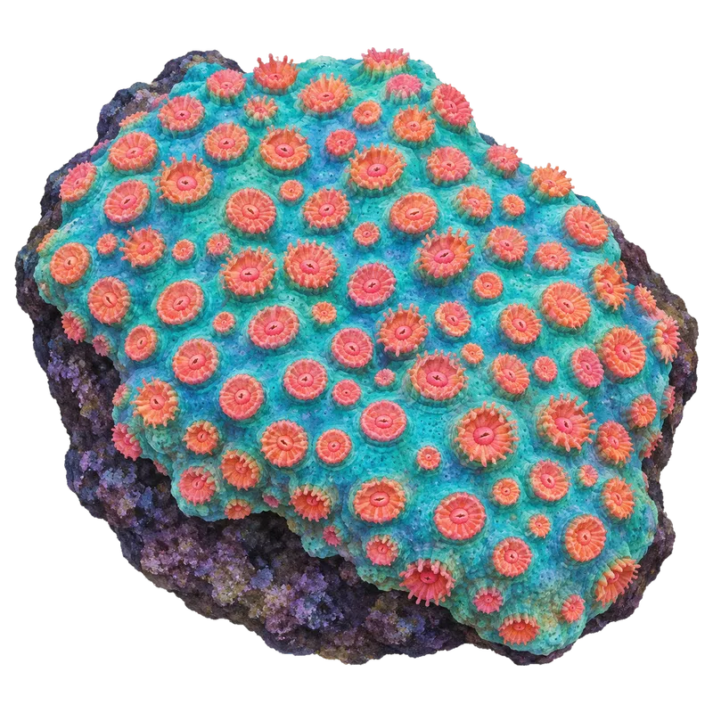 Meteor Shower Cyphastrea, a reference illustration of the classic phenotype rather than a photograph of one coral