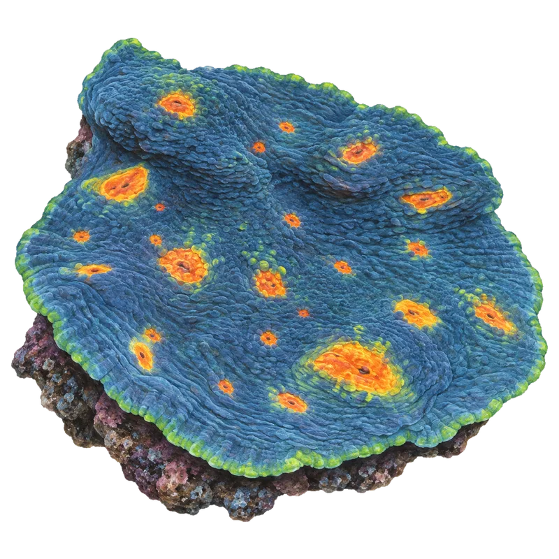 Miami Hurricane Chalice, a reference illustration rather than a photograph of one coral