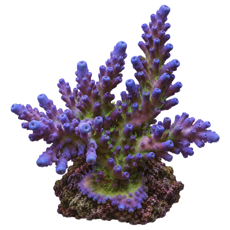 Miyagi Tort, a reference illustration of the classic phenotype rather than a photograph of one coral