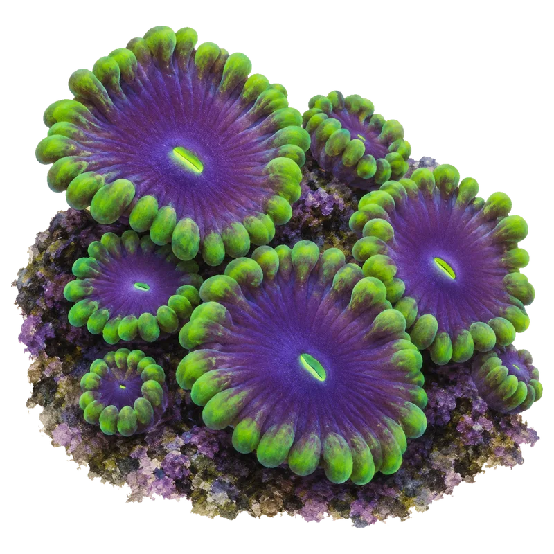 People Eater, a reference illustration of the classic phenotype rather than a photograph of one coral