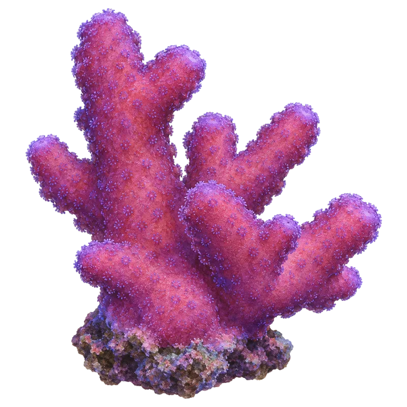 Purple Stylophora, a reference illustration of the classic phenotype rather than a photograph of one coral