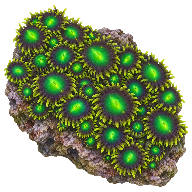 Radioactive Dragon Eye, a reference illustration of the classic phenotype rather than a photograph of one coral