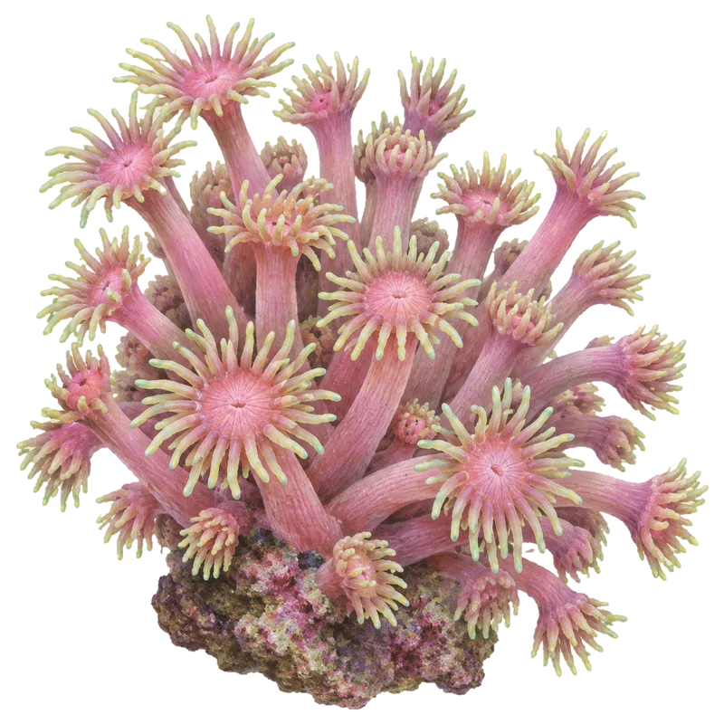 Rainbow Goniopora, a reference illustration of the classic phenotype rather than a photograph of one coral
