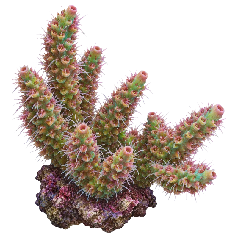 Rainbow Millepora, a reference illustration of the classic phenotype rather than a photograph of one coral