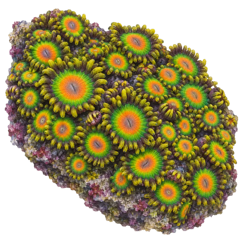 Rasta Zoas, a reference illustration rather than a photograph of one coral