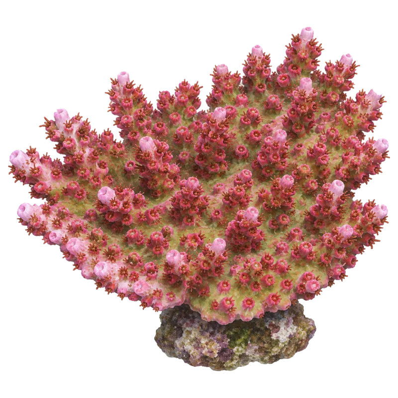 Red Planet, a reference illustration of the classic phenotype rather than a photograph of one coral