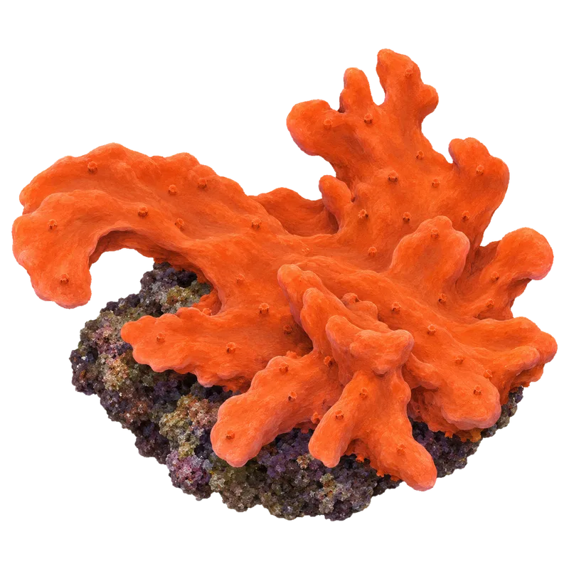 Setosa, a reference illustration of the classic phenotype rather than a photograph of one coral
