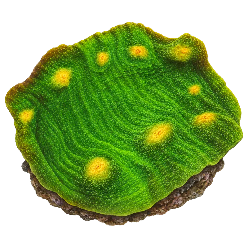 Space Invader, a reference illustration of the classic phenotype rather than a photograph of one coral