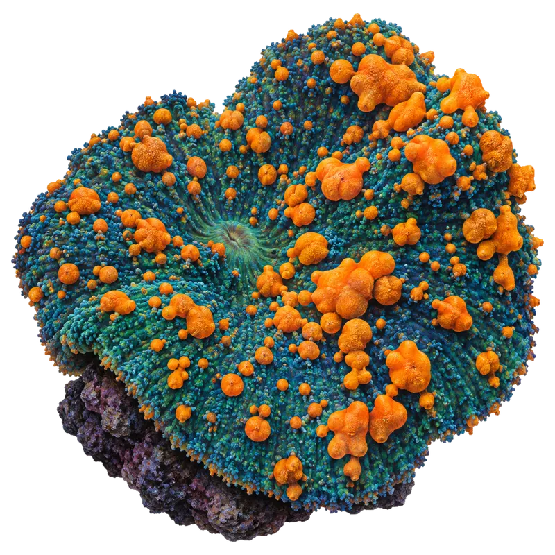 Sunkist Bounce, a reference illustration of the classic phenotype rather than a photograph of one coral