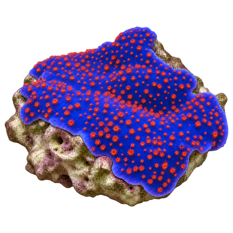 Superman Montipora, a reference illustration of the classic phenotype rather than a photograph of one coral