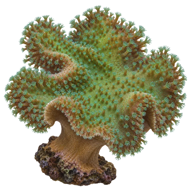 Toadstool Leather Coral, a reference illustration of the classic phenotype rather than a photograph of one coral