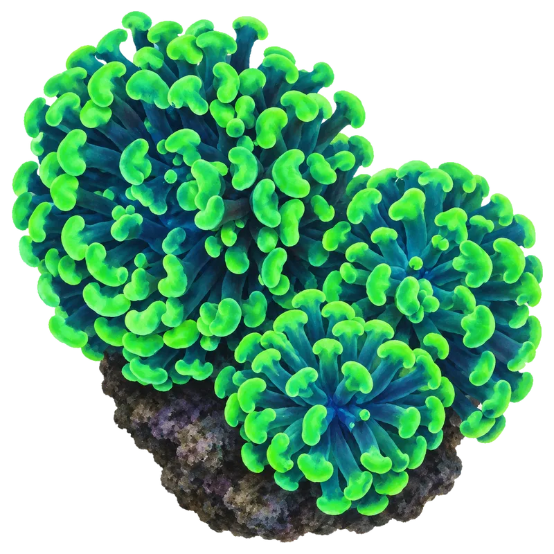 Toxic Green Hammer, a reference illustration of the classic phenotype rather than a photograph of one coral