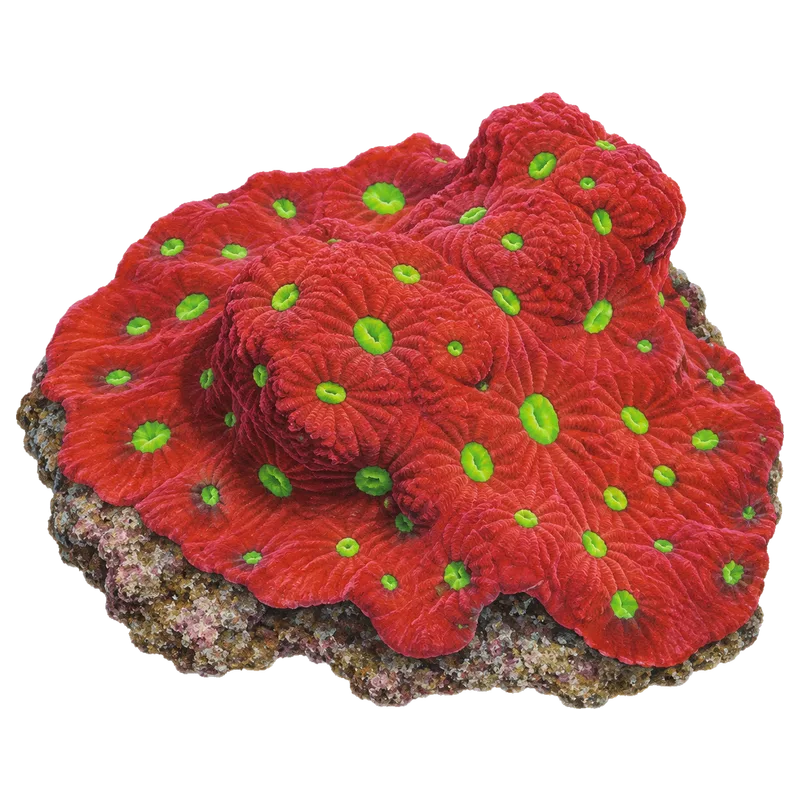 War Coral, a reference illustration of the classic phenotype rather than a photograph of one coral