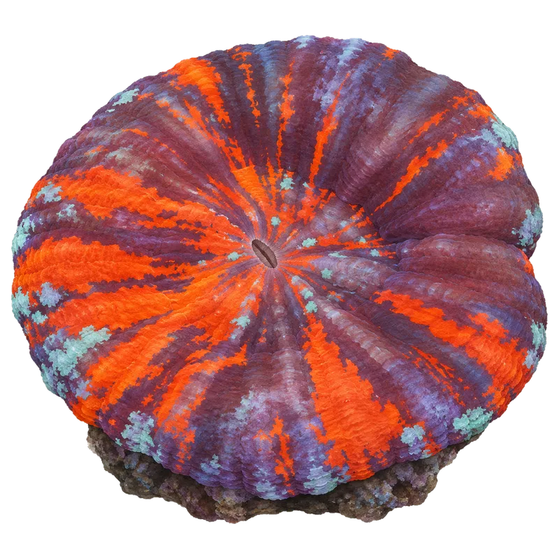 War Paint Scoly, a reference illustration of the classic phenotype rather than a photograph of one coral