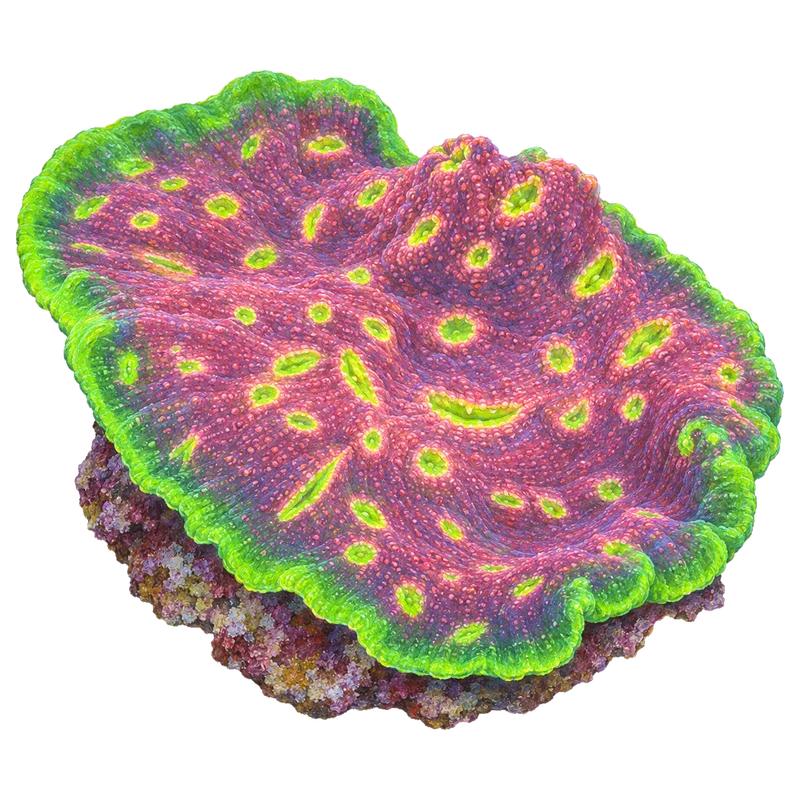 Watermelon Chalice, a reference illustration of the classic phenotype rather than a photograph of one coral
